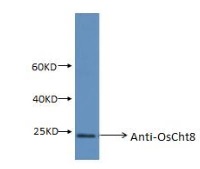 CHIT8 | Chitinase 8 in the group Antibodies for Plant/Algal / Developmental Biology / Signal transduction at Agrisera AB (Antibodies for research) (AS15 2889)